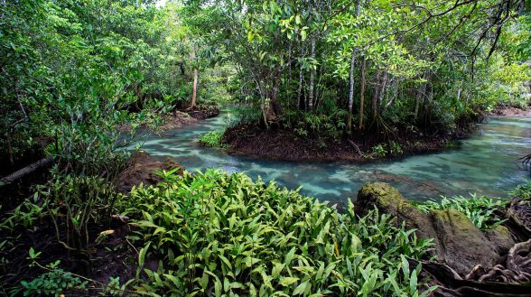 Mangrove forest at Khlong Song Nam  Tha Pom  Krabi Province.